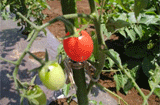 野菜畑日記　2008年6月1日（日）　ミニトマト緑の畑の紅一点