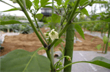 野菜畑日記　2008年6月15日（日）　　夏近し白き花咲きシシトウの