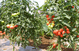 野菜畑日記　2008年7月20日（土）　もぎたてのトマトをかじる懐かしく